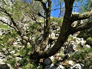 LINZONE (1392 m) da Roncola, protagonisti narcisi e capre orobiche (17magg21) - FOTOGALLERY